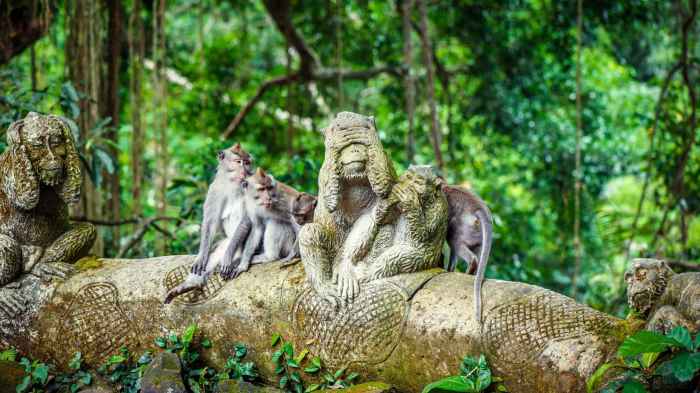 Sanctuary ubud dintorni