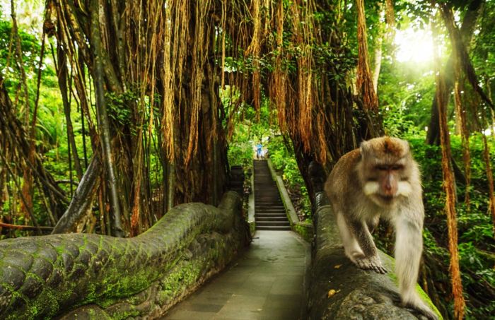 Sacred monkey forest sanctuary