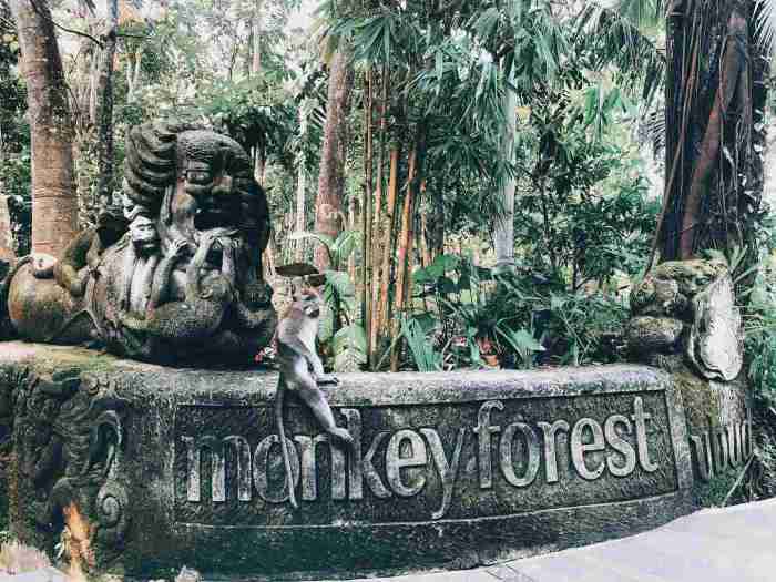 Sanctuary ubud monkeys holidify balinese tailed